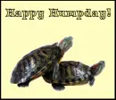 turtles