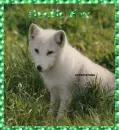 Arctic Fox