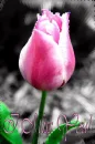 Miss You