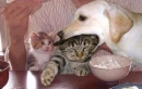 Look @ the kitten's face (lol)