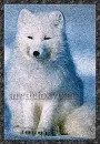 Arctic Fox
