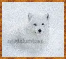 Cute Arctic Fox