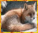 Red Fox