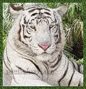 White Tiger