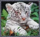 White Tiger Cub