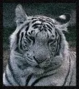 Beautiful White Tiger