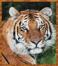 Beautiful Tiger