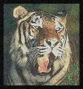 Yawning Tiger