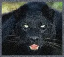 Beautiful Black Panther