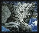 Snow Leopard