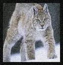 Lynx