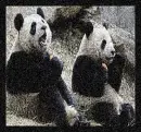 Cute Panda Bears