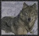 Beautiful Wolf