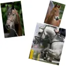 Horse Pics