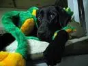 Cute Black lab