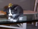 Present Kat