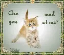 Are u mad at me kitty..