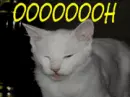 kitty cat smells an odor...