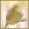 white flower