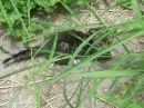 Cat in the grass
