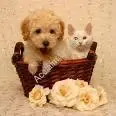 BEST FRIENDS FOREVER