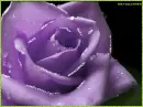 purple rose