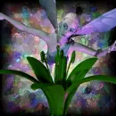 Purple faery