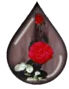 tear drop rose