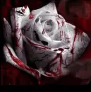 Girl loving rose...