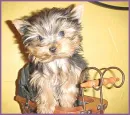 Yorkie