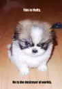 my little pup jk i wish