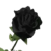 Black Rose