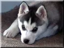 Cute Puppie