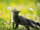 Happy Cat