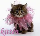 Pretty kitten