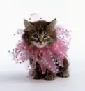 pretty kitten