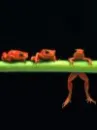hanging frogs