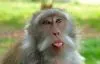 Monkey sticking his tongue out