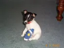 Puppy In A Cast
