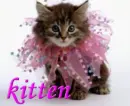 pretty kitten