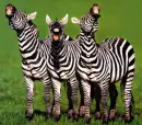 Singing Zebras