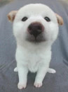 Big Nose