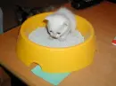 Kitty Litter