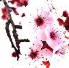 Cherry Blossoms