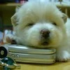 puppy