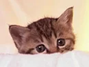 kitty kat