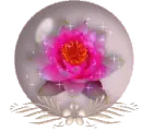 globe flower