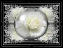 framed white rose