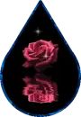 rose drop