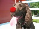 Mad Spaniel